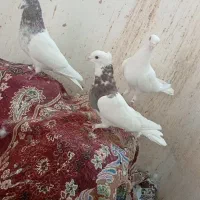 پزنده طوقی|پرنده|بم, |دیوار