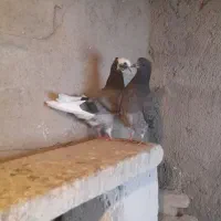 کبوتر|پرنده|سراب, |دیوار