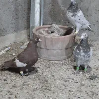 سرور خوشگل|پرنده|ارژن, |دیوار