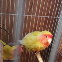 طوطی برزیلی|پرنده|بندر کنگان, |دیوار