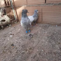 کبوتر|پرنده|شیروان (خراسان), |دیوار