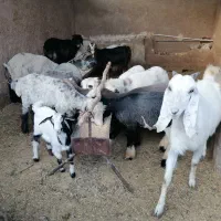 فروش بره نر سبک