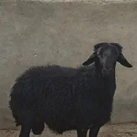 ۱ راس قوچ جوان برای نگهداری و دامازدخ|حیوانات مزرعه|میاندوآب, |دیوار