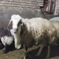 گوچ|حیوانات مزرعه|قره ضیاالدین, |دیوار