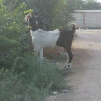 بخاطر این که جا ندارم میخوام بفروشم