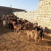 فروش۳۰راس بز|حیوانات مزرعه|اندیمشک, |دیوار