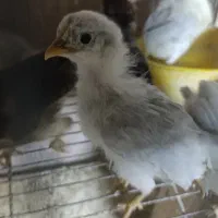 تعدادی محدود جوجه براکل