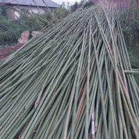 بامبو|گل و گیاه طبیعی|چهاردانگه (تهران), |دیوار