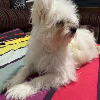 گمشده|حیوانات|مشهد, بهاران|دیوار