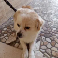 شیتزو پامر ماده|سگ|کرمان, |دیوار