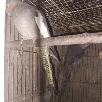 عروس هلندی ماده بالغ ۴تا|پرنده|گرگان, |دیوار