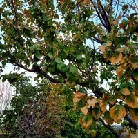 اجاره روزانه باغ ویلا در ماهدشت|اجارهٔ کوتاه‌مدت ویلا و باغ|محمدشهر, محمدشهر|دیوار