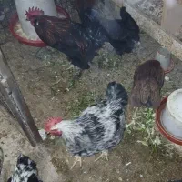 مرغ و خروس با دان ذرت