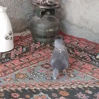 کبوتر مگس|پرنده|هامون, |دیوار