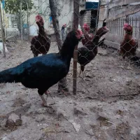 تعدادی مرغ و جوجه خروس  لاری خ