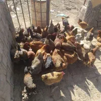 فقط مانده 15عدیگه کاسرک مرغ