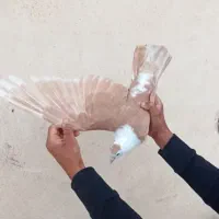 کلاغ زرد ماده