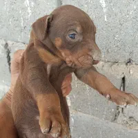 توله سگ دوبرمن( پینچر)|سگ|کاشان, شهرک فرهنگیان|دیوار