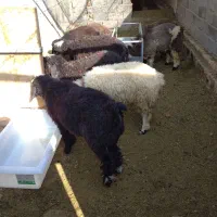 فروش گوسفند پرواری