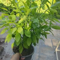 گلدون پریوش زیبا مخصوص باغچه در تمام فصلها گل دارد|گل و گیاه طبیعی|نورآباد ممسنی, |دیوار