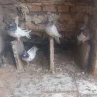 گفتر|پرنده|مشهد, بهمن|دیوار