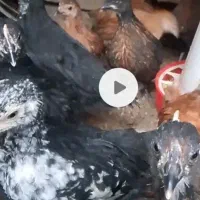 با سلام تعداد ۷۵عدد جوجه جهادی تخم گذار ۴۰روزه