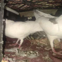 کبوتر|پرنده|دهدشت, |دیوار