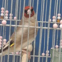 کرمونی دارابی گل قفل  جهرمی مس مس