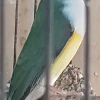 گلدین ماده