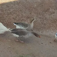 ۴عدد غاز محلی