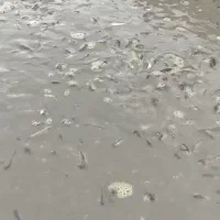 کمک به جابجایی ماهی ها|فعالیت داوطلبانه|خان ببین, |دیوار