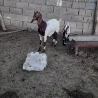 بز‌و‌بزغاله اسرائیلی‌