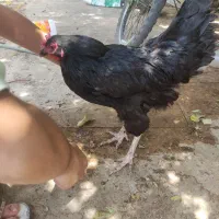 مرغ  تخم گذار
