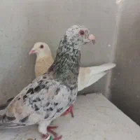 دم سفید وکرمانی جوجه تخم رنگه وکرمانی