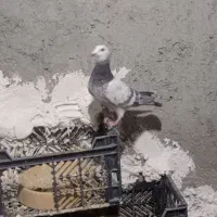 کفتر نر|پرنده|سراوان, |دیوار