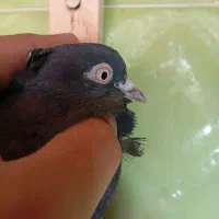 پرنده خوب|پرنده|شیراز, محراب|دیوار