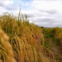 برنج اصل هاشمی و نیم دانه هاشمی با قیمت مناسب