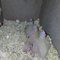 تعدادی جوجه عروس هلندی سرلاکی