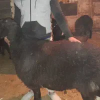 شیشک قوچ دورگ چینی