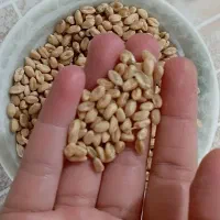 بذر گندم اصلاح شده|عمدهفروشی|قصابه, |دیوار