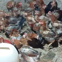 مرغ محلی تخمگذار