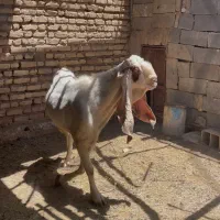 نربزگلابی|حیوانات مزرعه|فسا, |دیوار