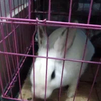 خرگوش سفید نر