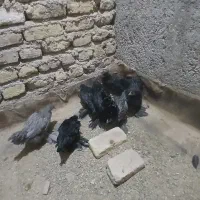 مرغ وخروس بانتام|حیوانات مزرعه|مشهد, شهید بهشتی|دیوار