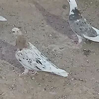جوجه کبوتر نقش وپرشی وپلاکی