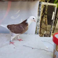 جوجه کبوتر بلند پرواز