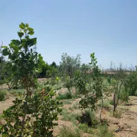 باغ ویلا|فروش خانه و ویلا|شاهین‌شهر, مورچه خورت|دیوار