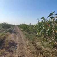 1هکتار باغ پسته نوع پیوند بادمی سفید|فروش دفتر صنعتی، کشاورزی، تجاری|نیشابور, مازول|دیوار