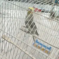 دو تا عروس نر مست|پرنده|شاهین‌شهر, سعدی شمالی|دیوار