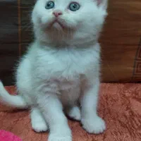 بریتیش سفید|گربه|تهران, نصرت|دیوار
